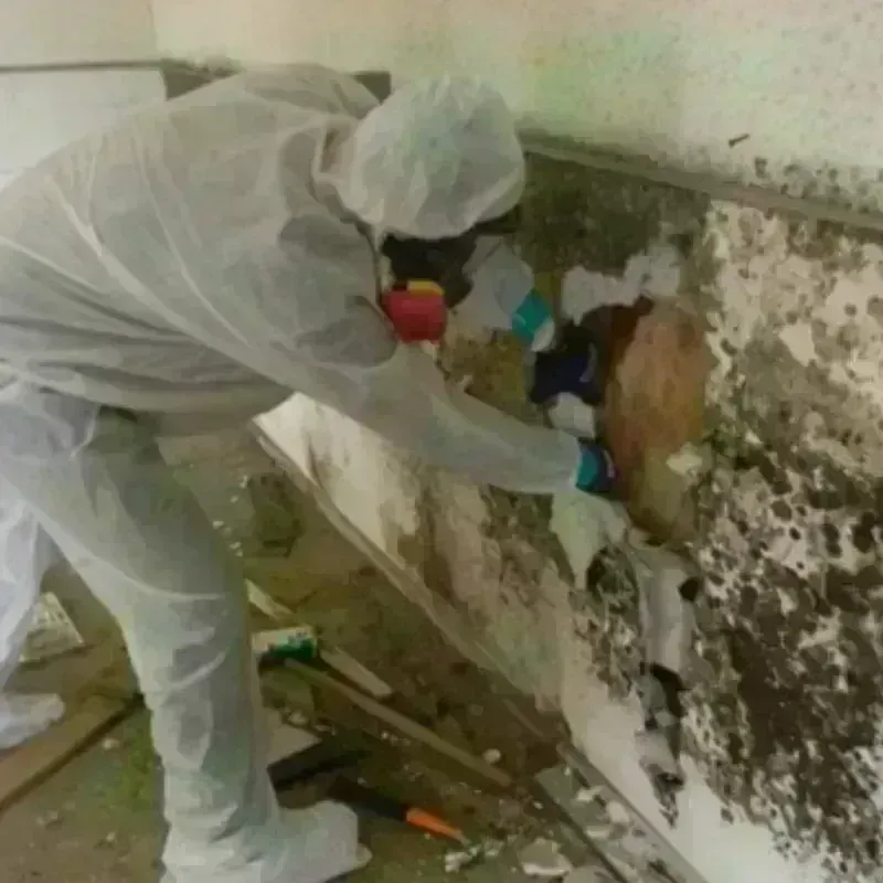 Mold Remediation and Removal in Moravia, NY